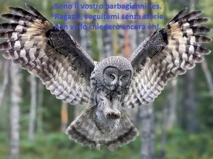 1aBird-owll (2)