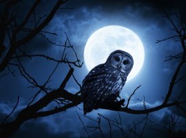 GUFO LUNA