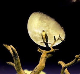 Originally shared google+ Impressive looks of Nature