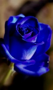 00000 - James Chou or.sh - This rose has a antivirus, and also has an amazing beauty, all to see and enjoy.