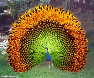 000 - Peacock bird (uccello del paradiso) on pinterest)