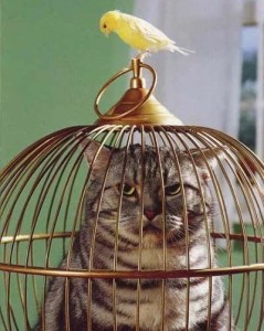 Z - La vendetta su gatto silvestro cat-bird-cage